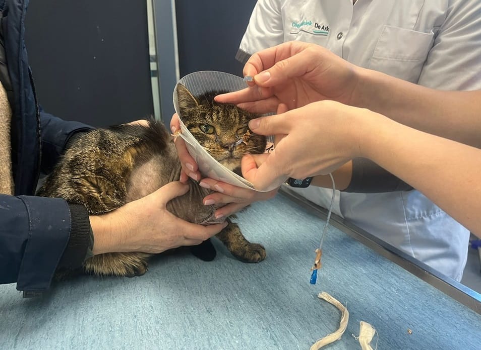 Het ontroerende verhaal van Rudolf de oude kat met een sterke wil om te overleven (video)
